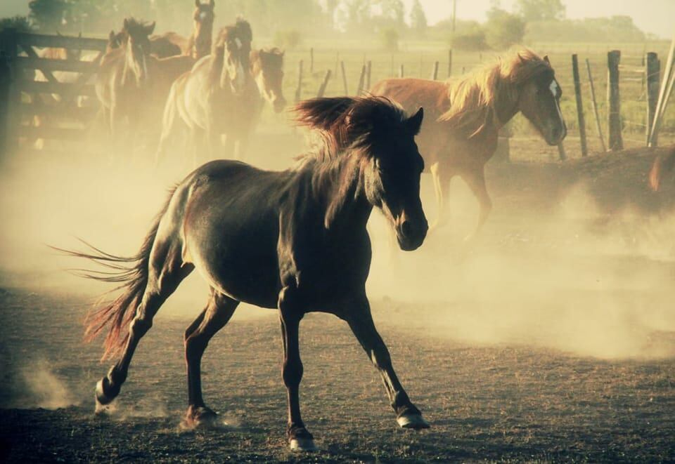 Los caballos son rehabilitados en un predio hasta su posible adopción.