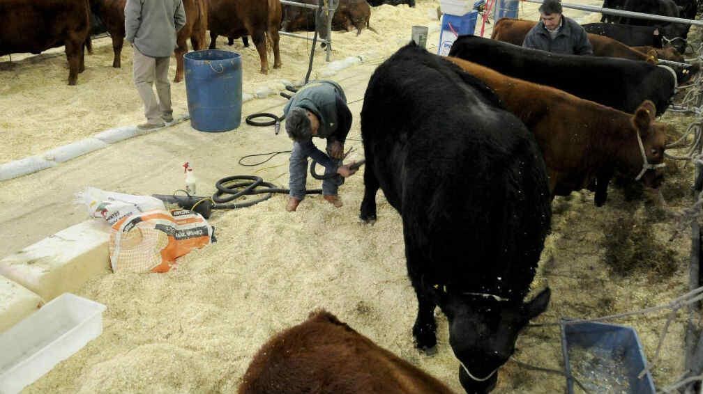 Pabellón de bovinos en la Exposición Rural de Palermo. Más allá de la oferta genética, sólo una de cada cuatro vacas recibe servicio de un toro inscripto (DyN).