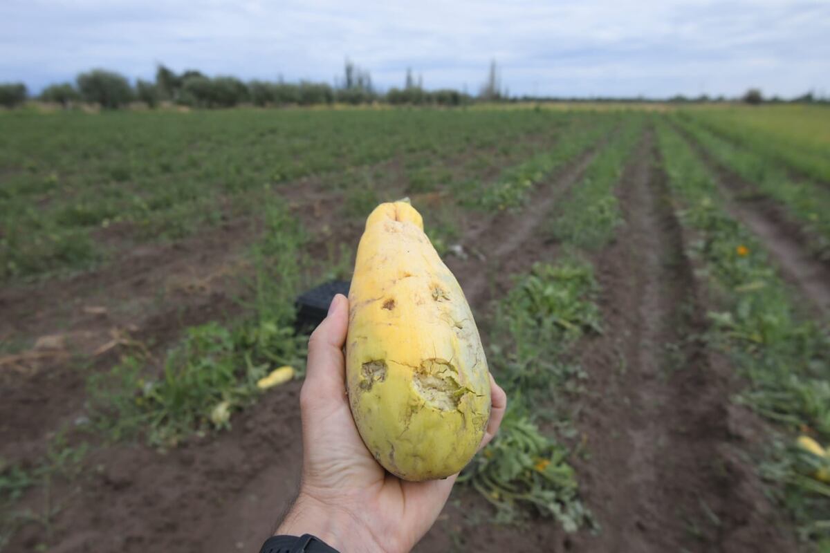 Granizo en Mendoza: “Parecía una tormenta pequeña, pero hizo mucho daño”, aseguran los productores