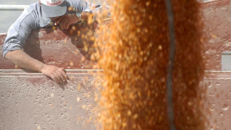 DÓLARES. El ingreso de divisas generadas por el agro sería récord este año, debido a la revalorización de los precios internacionales.