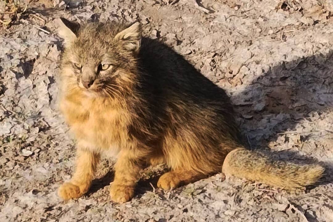 Gato del pajonal otra de las especies amenazadas. (Gobierno de Córdoba)