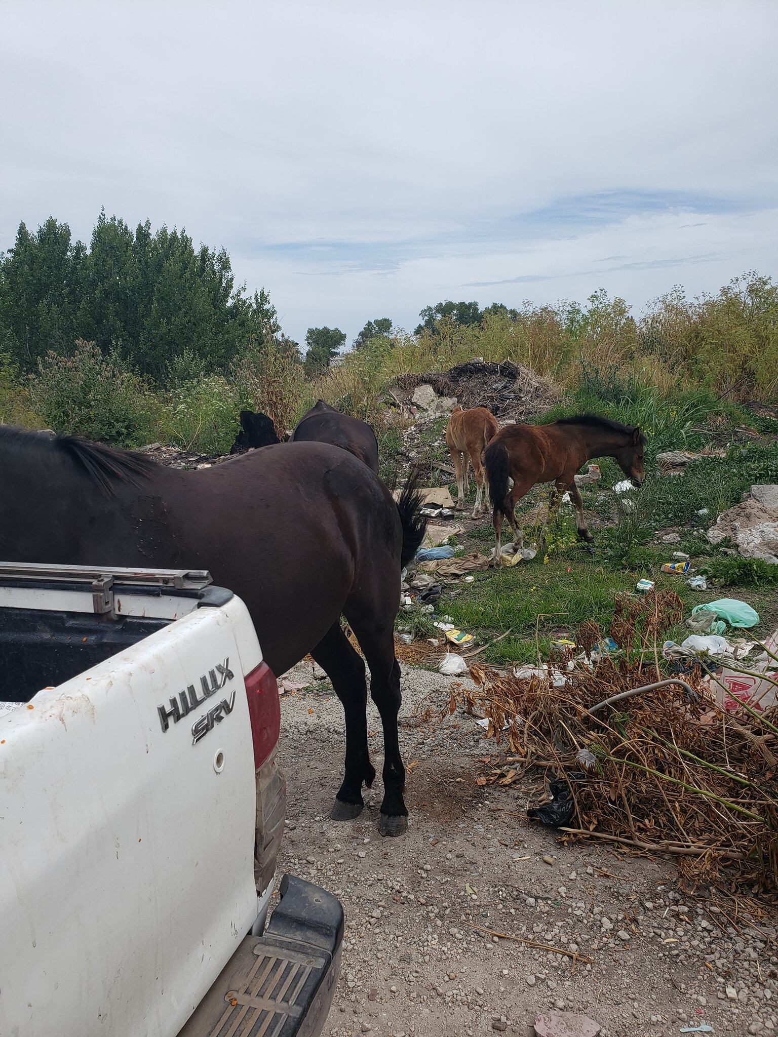 Animales sueltos y microbasurales a la vera de la Ruta 88