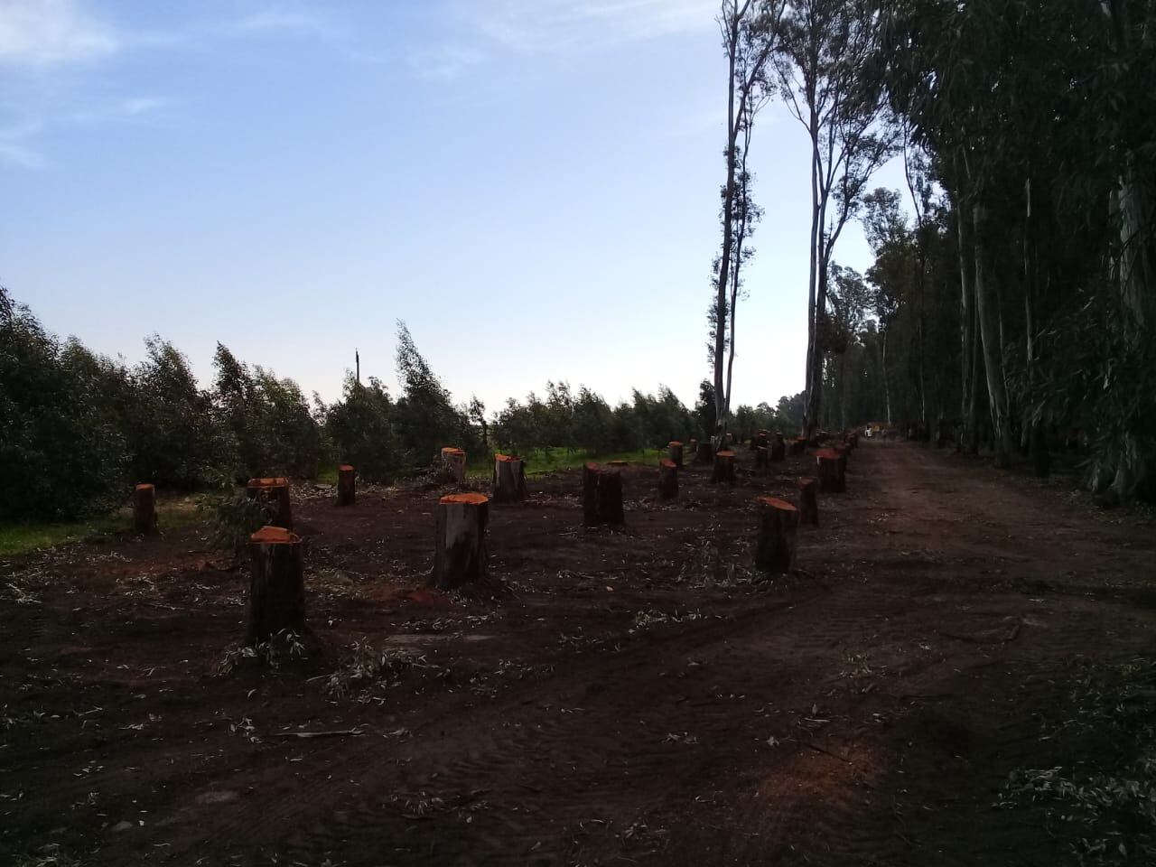 Piden cesar con el corte de árboles en el Parque Cabañas de Tres Arroyos y la municipalidad aduce que está reforestando