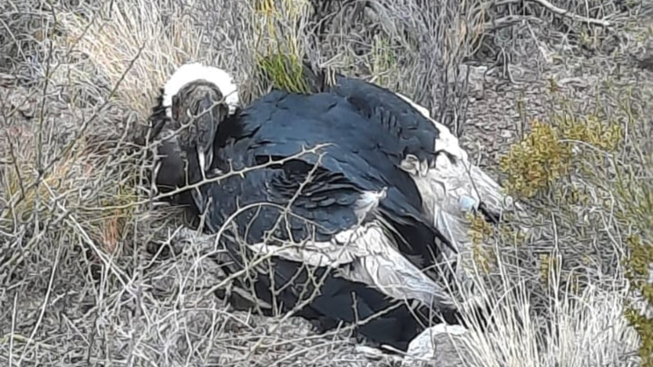 Caminaban hacia una cascada en Potrerillos y encontraron a un cóndor en el suelo: así fue el rescate. Foto: Gentileza