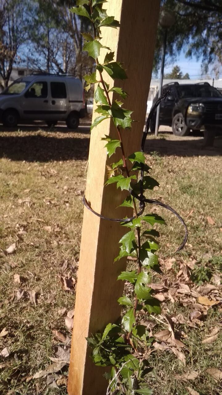 Se colocaron 2 durazno del campo, 2 manzano del campo, 1 sen del campo, 1 lagaña de perro, 1 moradillo, 1 palo amarillo, 1 orco quebracho y 1 chañar.