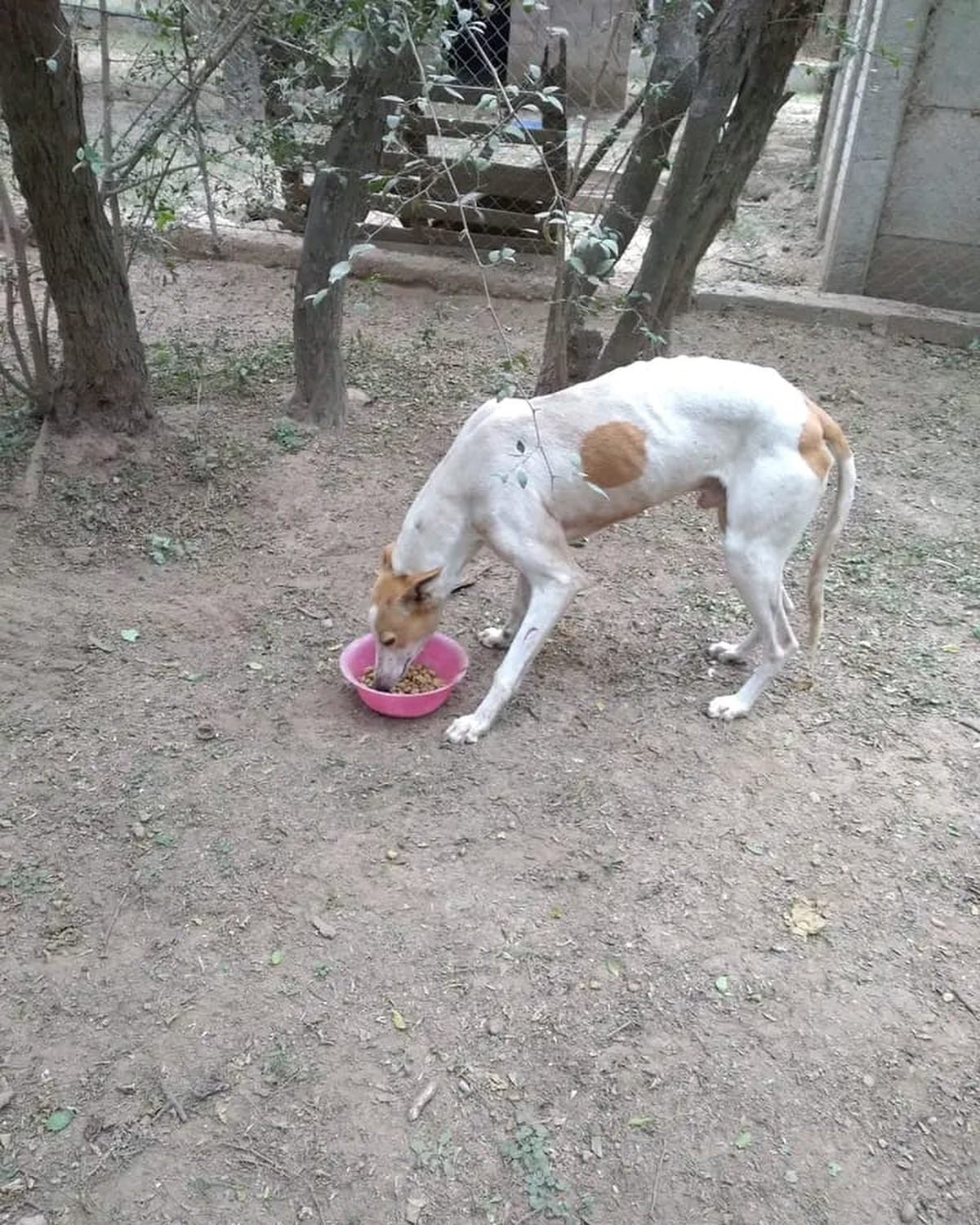 Los perros eran maltratados por su dueño.