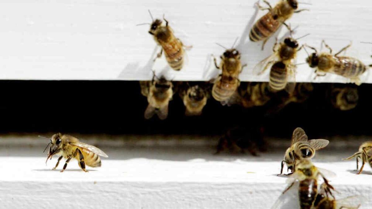 Córdoba: murió tras ser picado por abejas