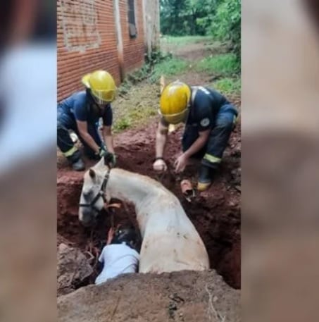 Puerto Iguazú: una yegua cayó a un pozo y debió ser rescatada.