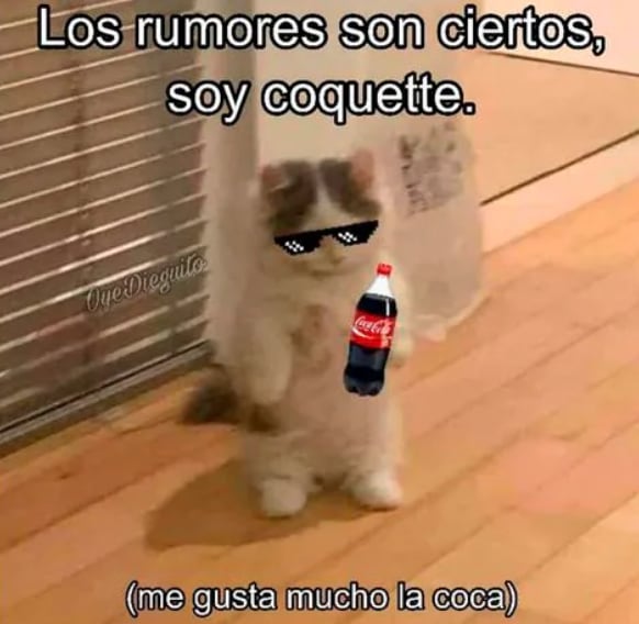 El divertido gato se unió a la moda "coquette".