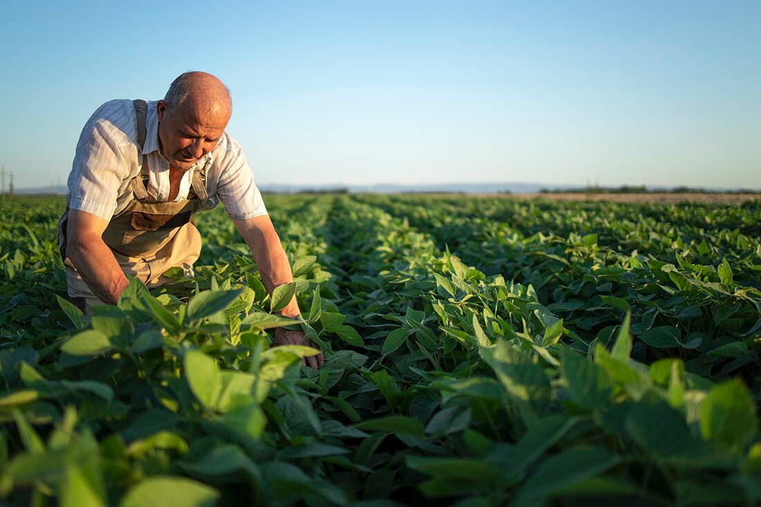 Recorrida de productor por su cultivo.