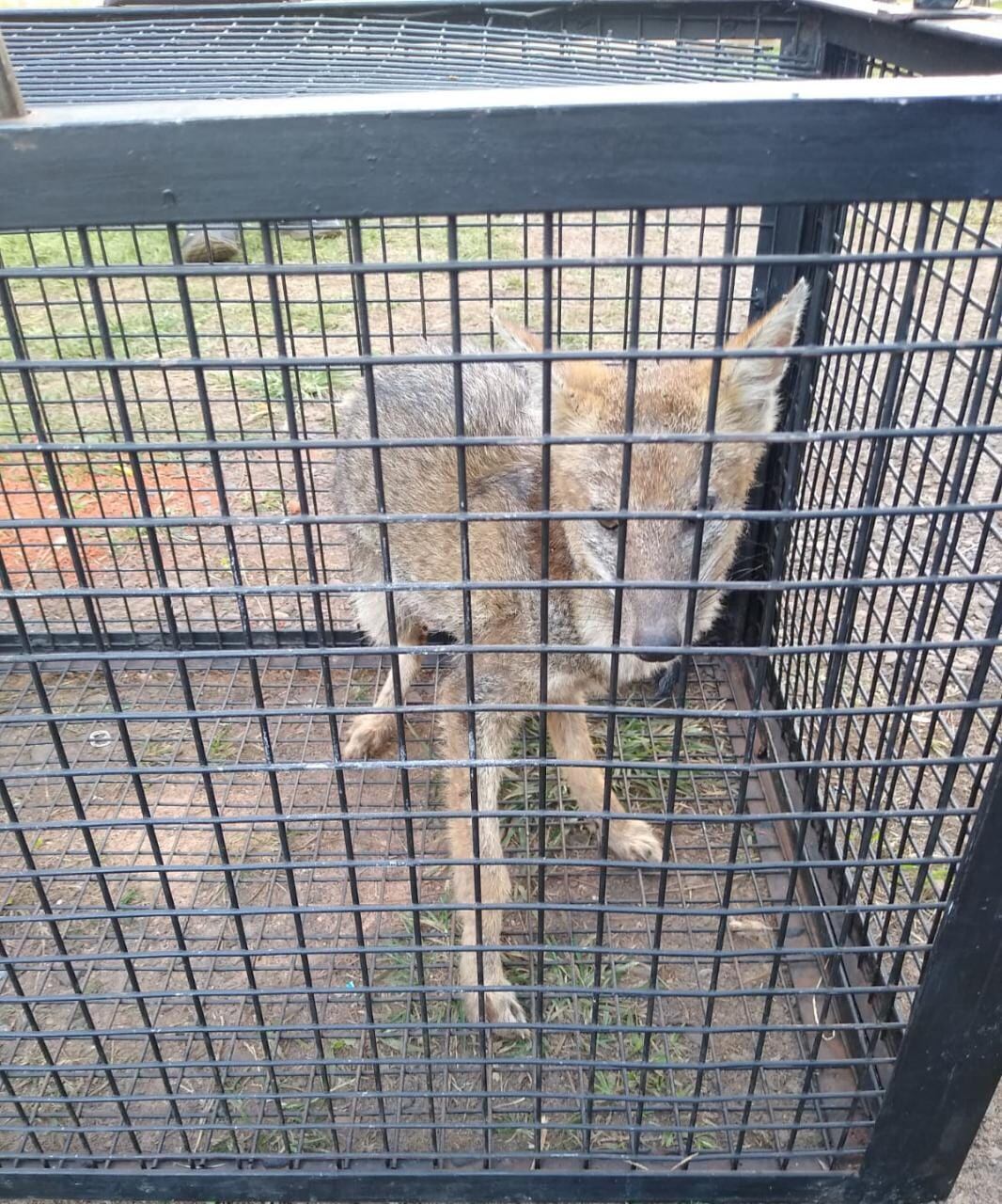 Rescataron a un zorro herido en Garupá.