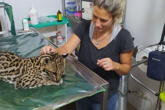 Veterinarios de la Estación de Fauna Autóctona y profesionales de la Universidad Católica de Salta tratan al ocelote herido.