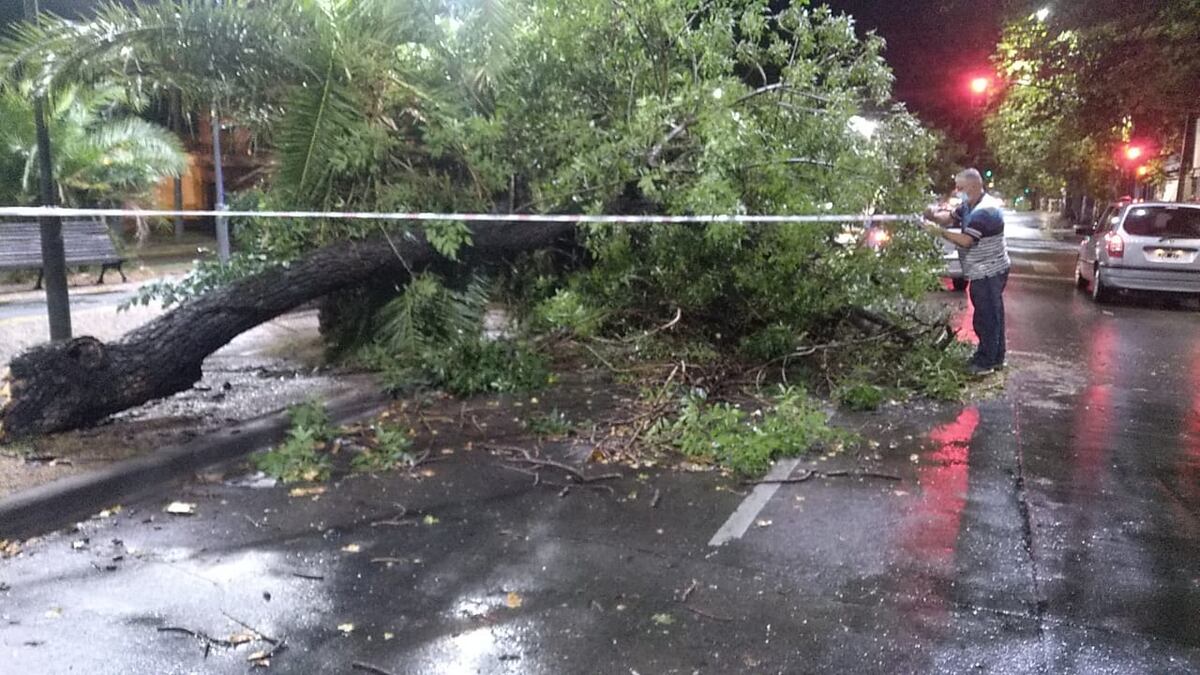 Balance de la tormenta: 60 arboles caídos y voladura de techos