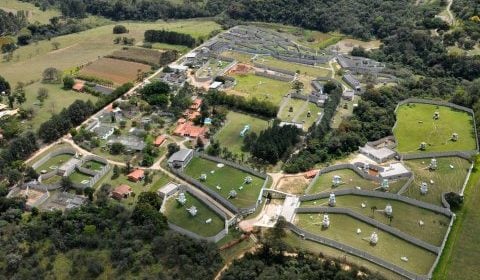 Presentaron un habeas corpus para que Toti sea liberado en el Santuario de Grandes Primates Sorocaba, Brasil.