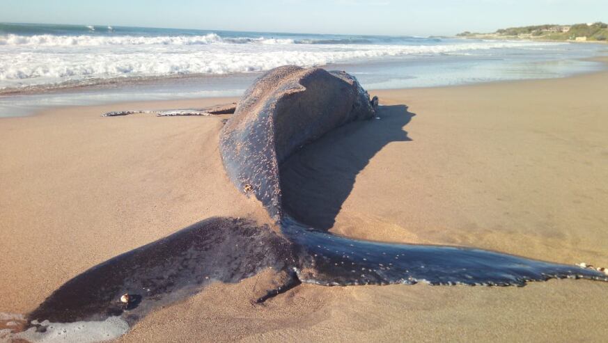 Encontraron muerta a una ballena jorobada en una playa de Mar del Plata