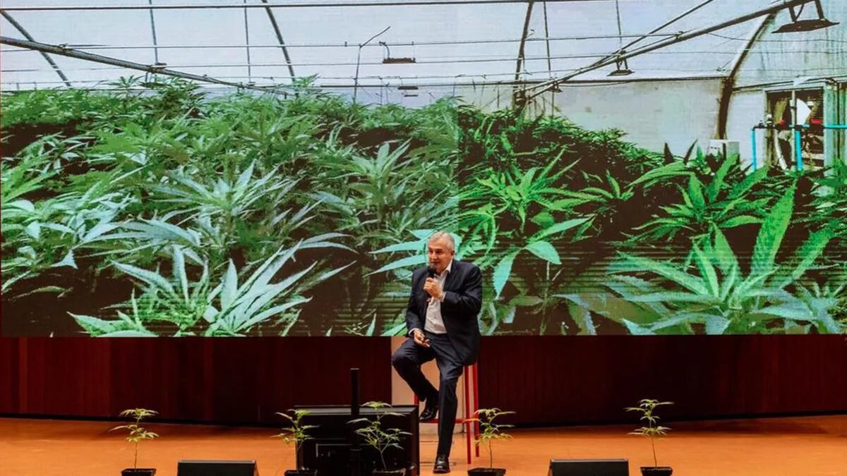 Ponderan en Europa el proyecto jujeño de cannabis medicinal