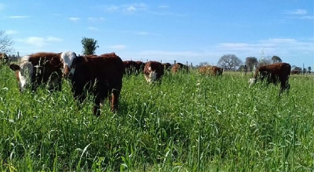 PASTURAS. "Hay que aumentar 60% la cosecha de pasto", considera Pordomingo.