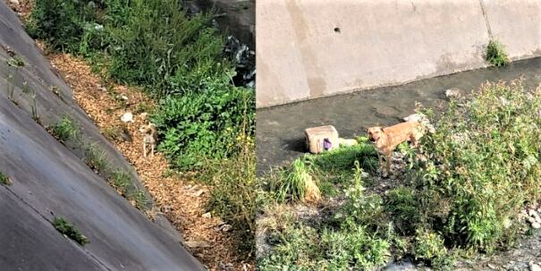 Dos perritos quedaron atrapados en un canal en Salta y fueron rescatados.