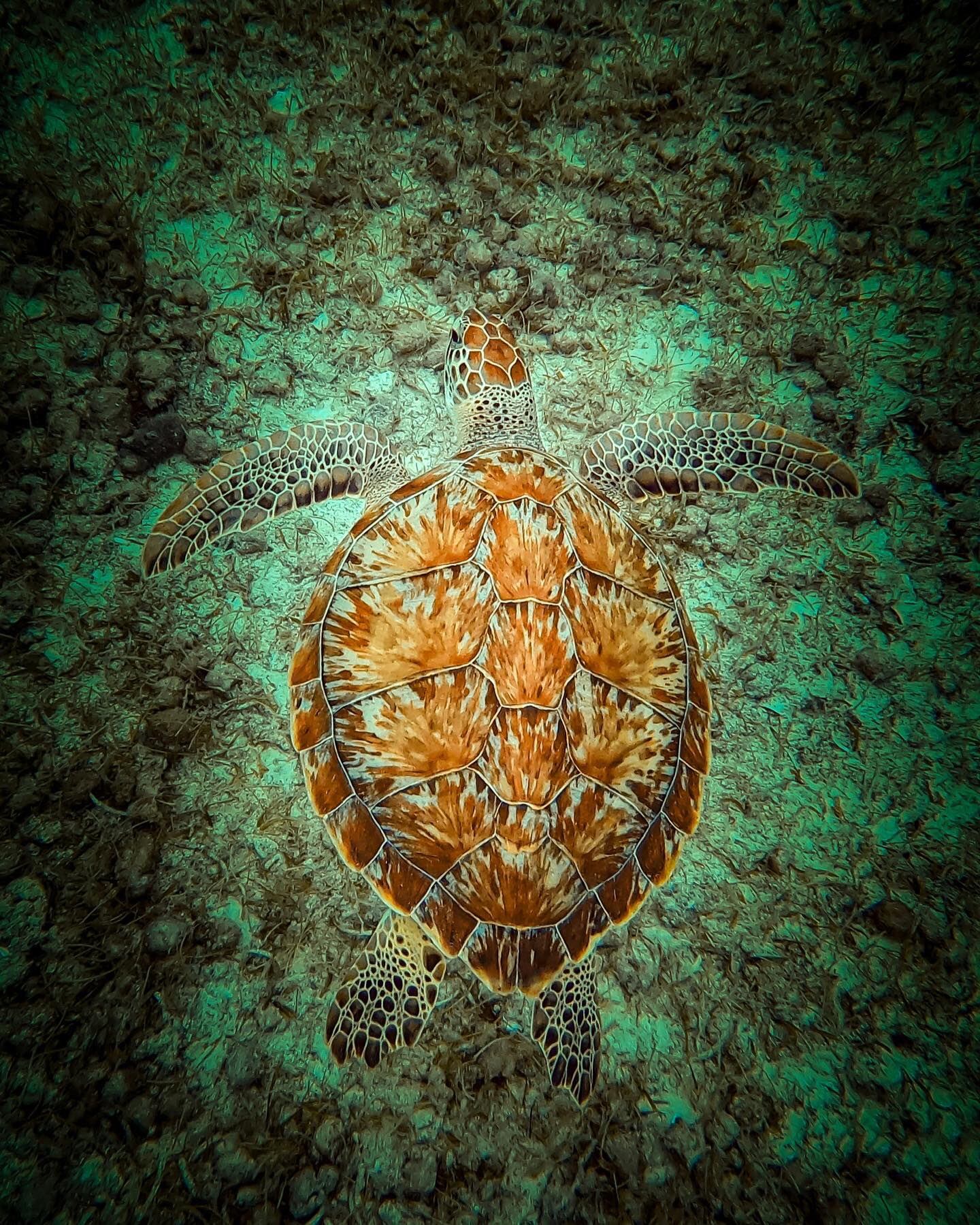 Tortugas marinas retratadas por Nicolás Marin