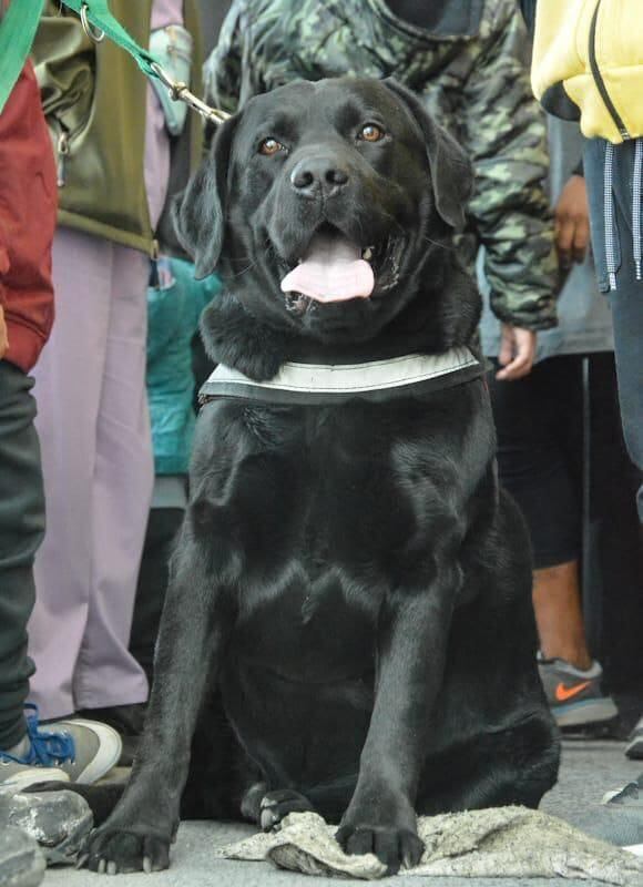 Junto con los niños y niñas, también acompañó la jornada uno de los perros que forman parte de la terapia, “Martin”.