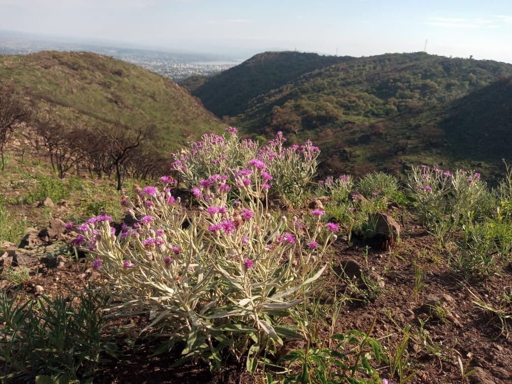 Flora autóctona florecida y con nuevos brotes.