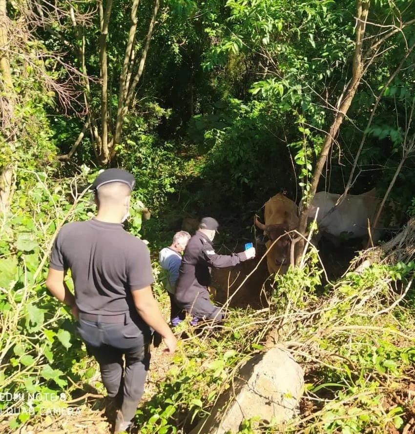 Presunto cuatrero cayó en San Antonio.