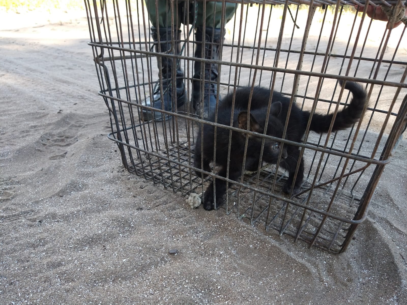 Liberan a un Gato Montés en la Reserva Natural de Claromecó