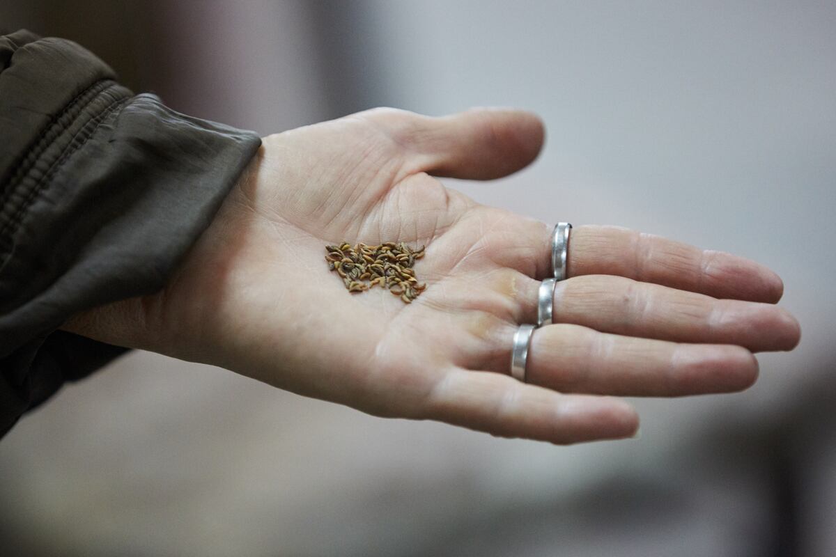 INTA huerta: vecinos de Las Heras recibirán 400 kits de semillas de estación