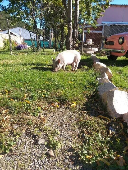 La cerdita "Luna" fue encontrada gracias a las redes sociales.