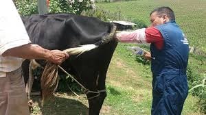 Inseminación artificial