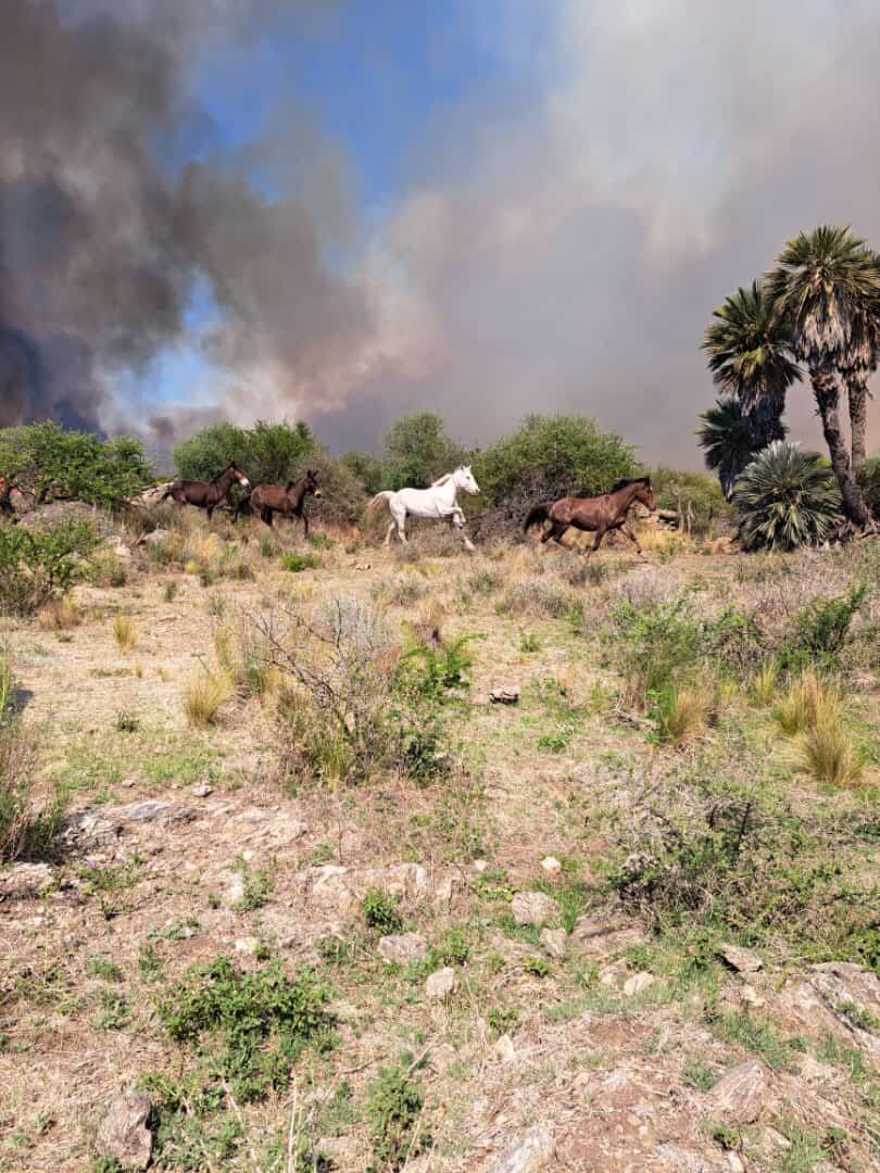 El frente de fuego es de aproximadamente cuatro kilómetros.