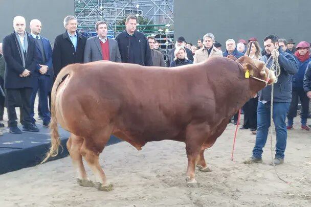 Nicanor, el primer animal que ingresó a La Rural.