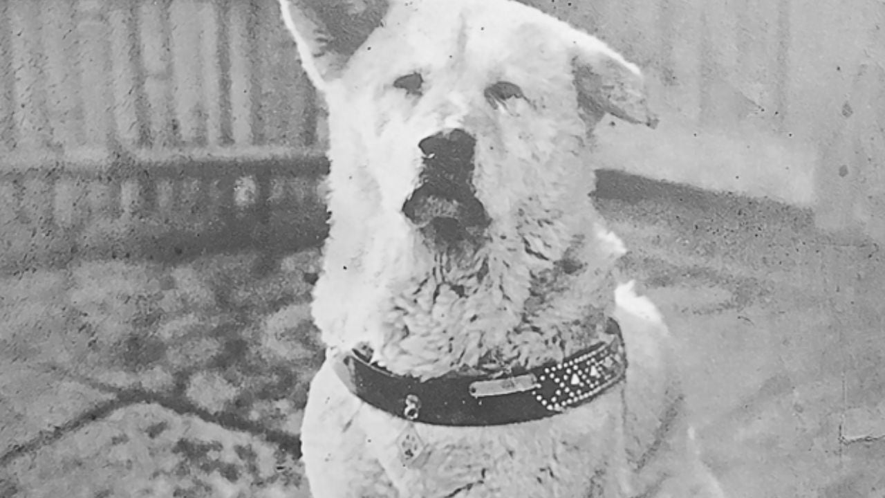 El verdadero Hachiko, quien esperó durante 10 años a su dueño.