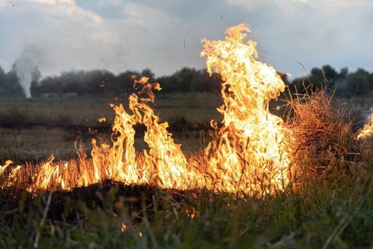 Incendios en el Delta: luego de seis meses de la presentación de la denuncia, siguen sin tener respuesta de la justicia