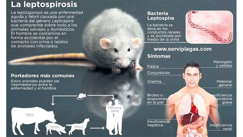 Leptospirosis: alerta en Gualeguaychú por un caso positivo en el noreste de la ciudad
