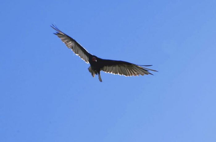 El cóndor es el animal característico de la zona.