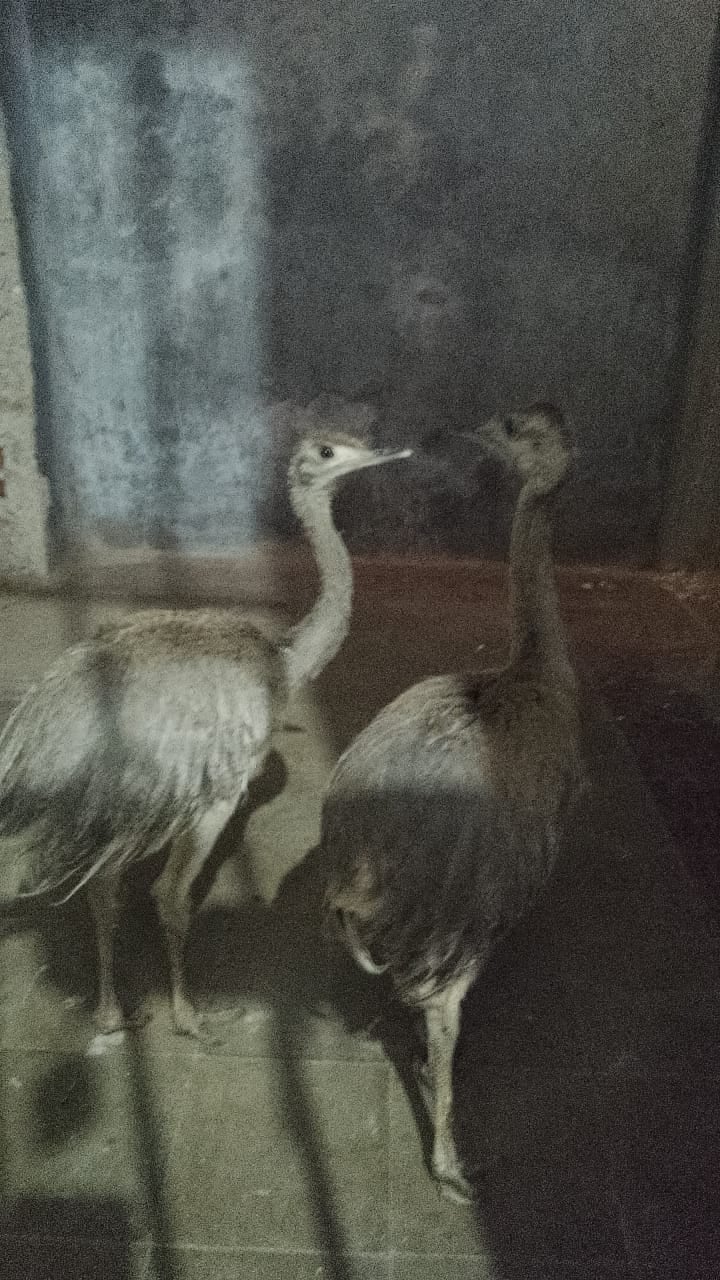 Las aves eran trasladadas en la parte trasera de un auto.