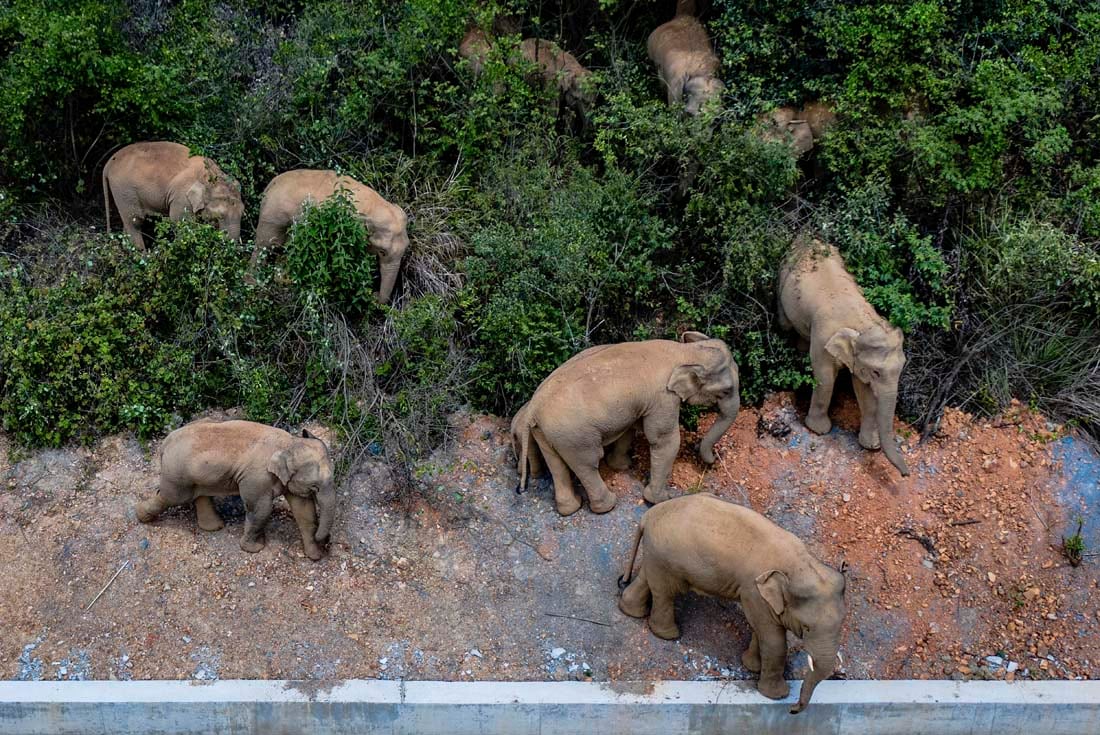 Los elefantes son los animales terrestres más grandes de Asia y pueden pesar hasta cinco toneladas. (AP)