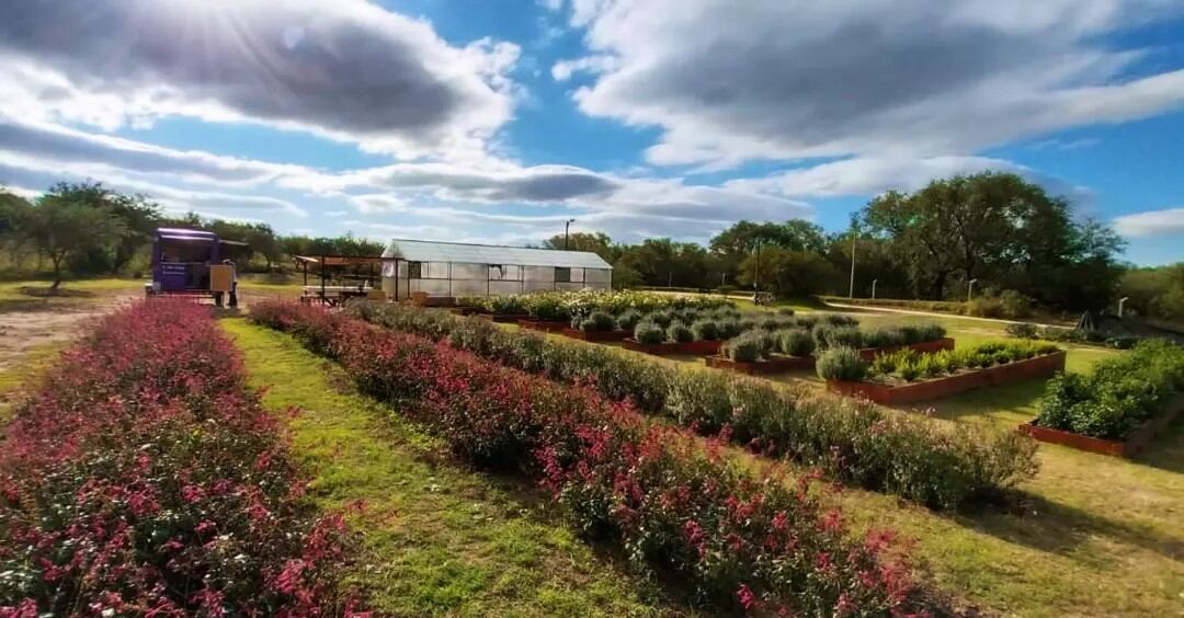 El campo de tulipanes que se consagra como un nuevo atractivo turístico de Córdoba.