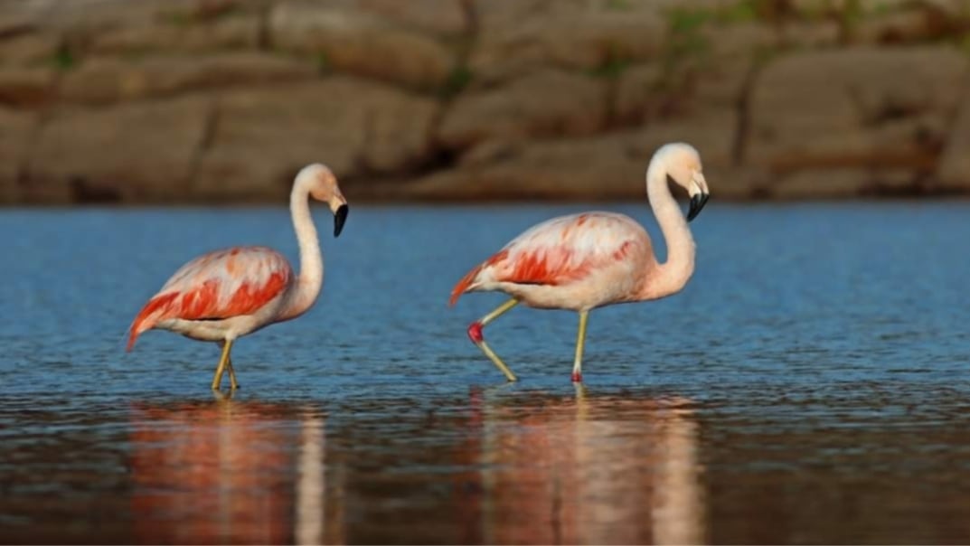 Flamencos fotografiados por Pablo Cassani.