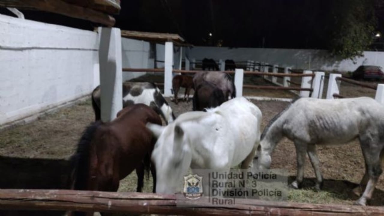 Caballos fueron rescatados de una faena ilegal por la División Policía Rural de San Juan