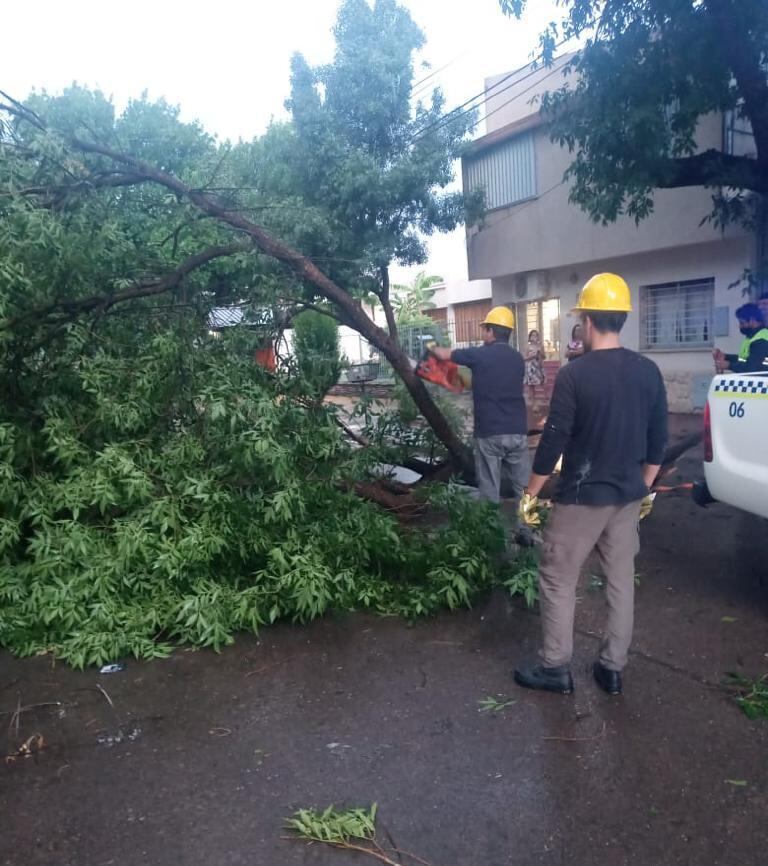 Árboles caídos por la tormenta en General Alvear