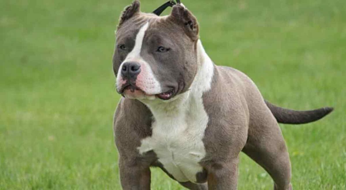 Qué pasa si un perro potencialmente peligroso no está registrado y ataca a una persona en Córdoba