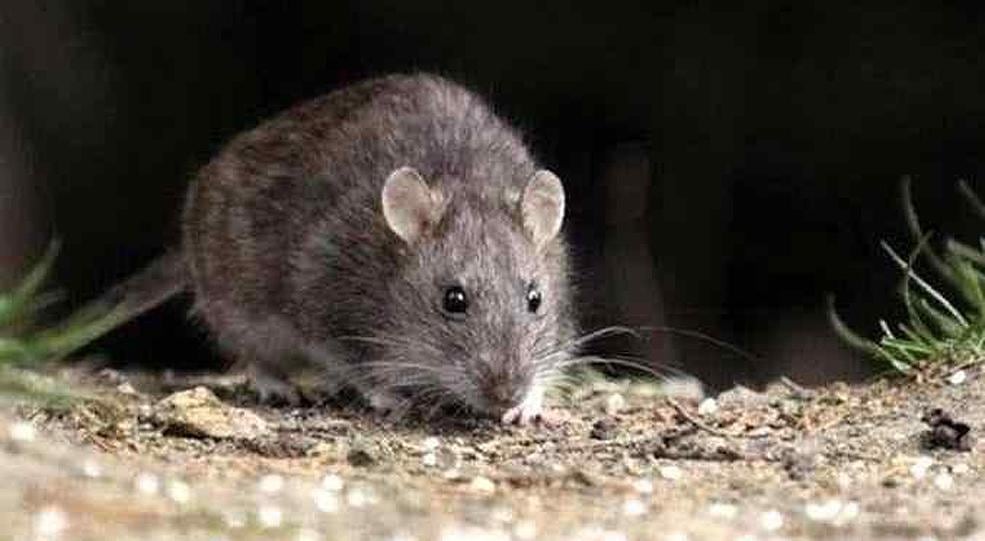 Hantavirus. Se transmite por roedores infectados (La Voz/Archivo).