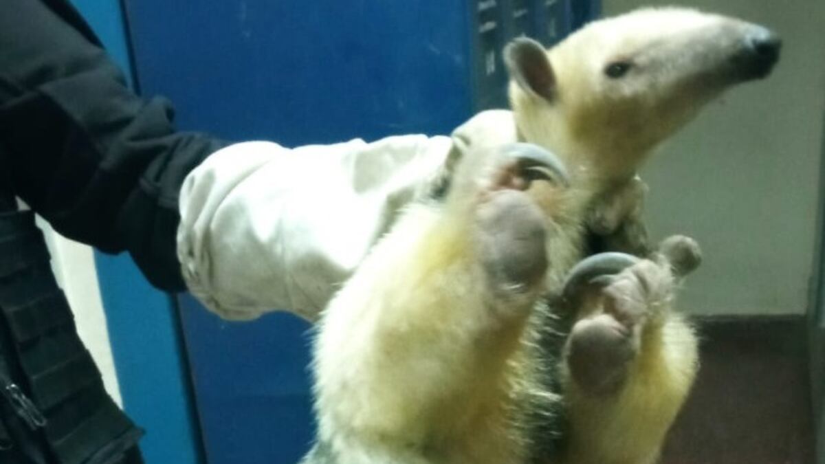 Córdoba insólita: rescataron a un oso melero del subsuelo de una escuela