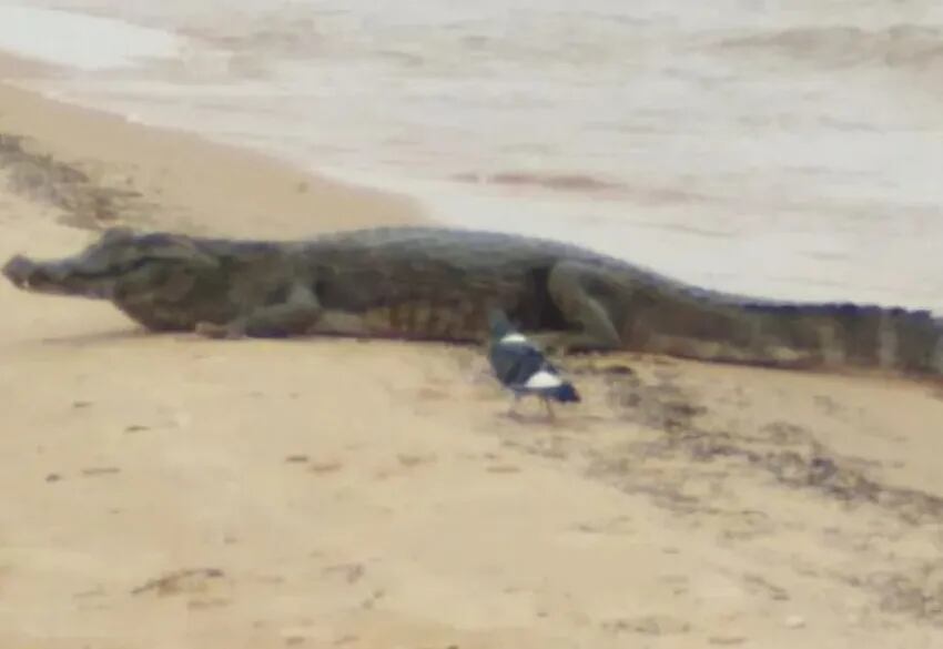 La última foto de Juancho, el yacaré que fue apedreado en una playa de Corrientes.