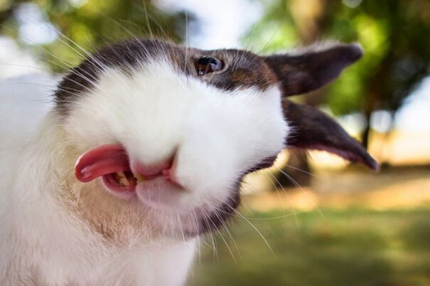 Las mejores selfies de animales. (Foto: Twitter)