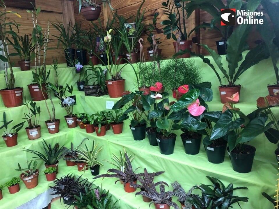 Con una gran cantidad de concurrentes, se lanzó la Fiesta Provincial de la Flor y Nacional de la Orquídea en Montecarlo.