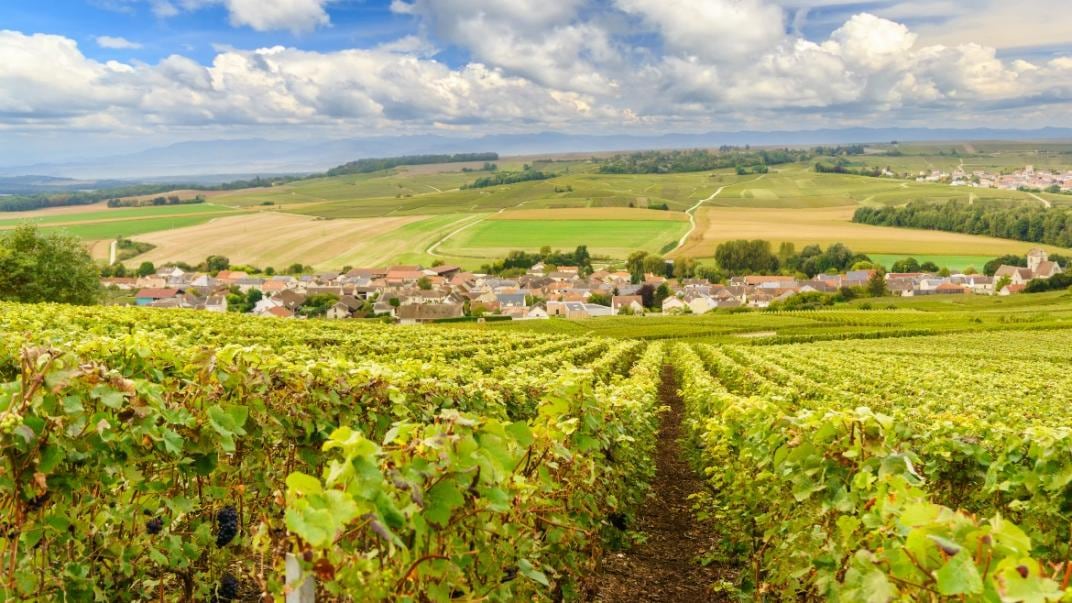 Los célebres viñedos de Champagne, donde se produce el espumante. (123RF)