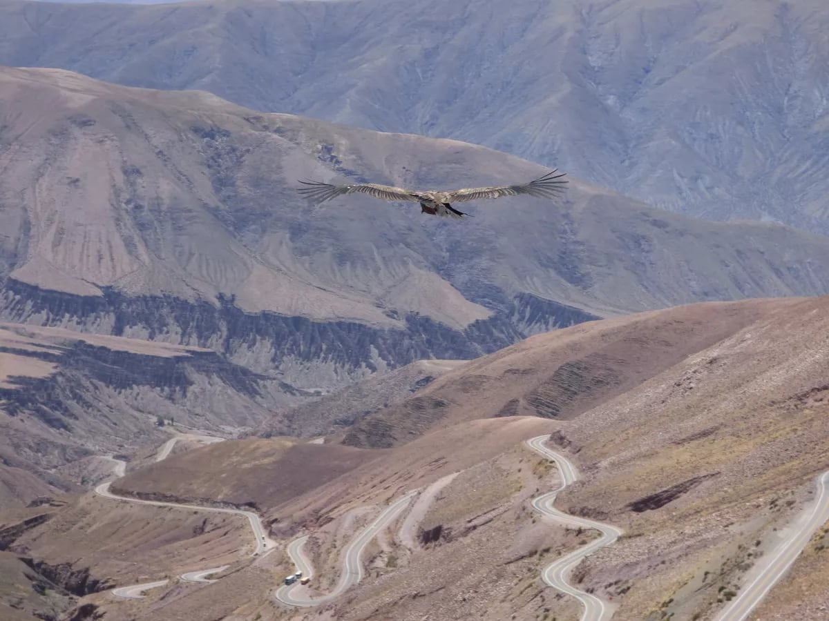 Con la energía física recuperada y la imponente envergadura de sus alas, K’allpa ya planea en los cielos de Jujuy con la espectacular cuesta de Lipán como escenario.